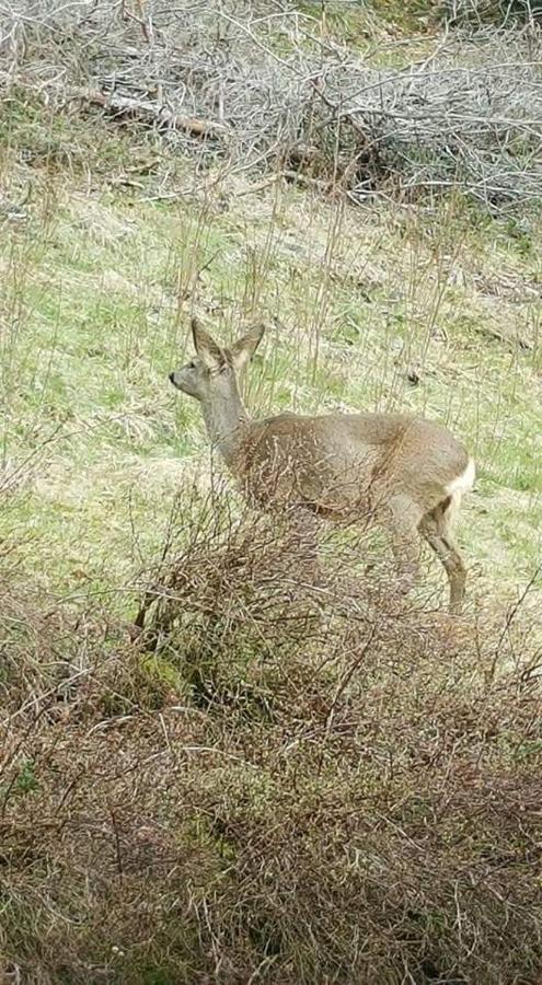 Ferienwohungen Im Kuchersbach Hornberg Dış mekan fotoğraf