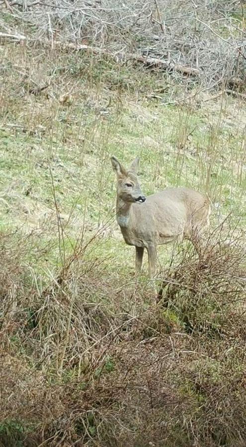 Ferienwohungen Im Kuchersbach Hornberg Dış mekan fotoğraf